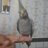 عروس هلندی دستی|پرنده|اندیمشک, |دیوار