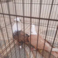 کله سفید ساده طوقی هفترنگ پرنده|پرنده|خلیل آباد, |دیوار