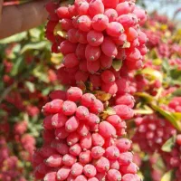 خریدار زرشک شاخه