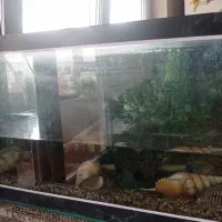 آکواریوم|ماهی|زنجان, |دیوار