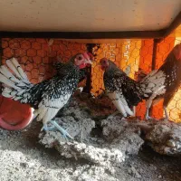 خروس سیبرایت|حیوانات مزرعه|شیراز, رکن‌آباد|دیوار