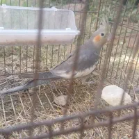 عروس هلندی زیبا و بازیگوش|پرنده|دهلران, |دیوار