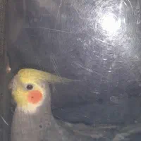 گمشده|حیوانات|قم, در بهشت|دیوار