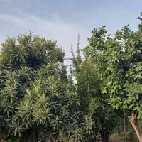 خانه باغ ویلا|فروش خانه و ویلا|لوشان, |دیوار