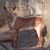 دو تا نری جوان گلتوپی و صلاله تک رنگ|حیوانات مزرعه|رویدر, |دیوار