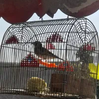 سیره چهار گل نر