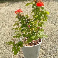 تولید کننده انواع رز هلندی و ساناز|گل و گیاه طبیعی|شریفآباد, |دیوار