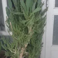گل کاکتوس بزرگ با گلدان بزرگ