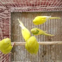 مرغ عشق و فنچ|پرنده|گنبد کاووس, |دیوار