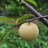آلوچه قطره طلا (آلو قطره طلا)