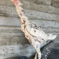 جوجه مرغ خروس لاری اصیل