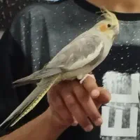 عروس هلندی|پرنده|قیدار, |دیوار