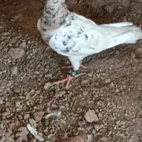 کبوتر|پرنده|الوند, |دیوار