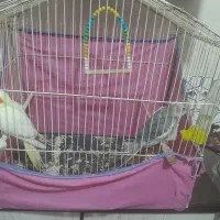 طوطی عروس هلندی