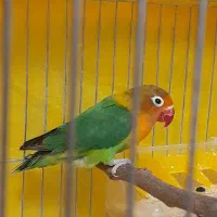 یک جفت کوتوله برزیلی کارداده