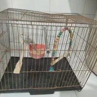 پول مفتی  بلو جونیور و بلو بانک مرغ عشق