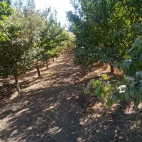 فروش باغ آلو وآب ملکی