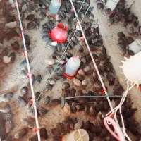 بلدرچین ارگانیک