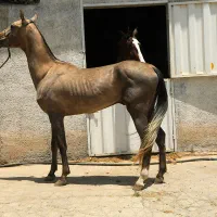 ترکمن آخال تکه ۲ ساله پرشی