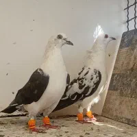 کفتر‌پرنده‌.بزک