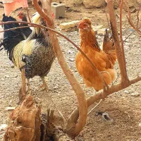 فروش خروس و مرغ های گلین|حیوانات مزرعه|لاران, |دیوار