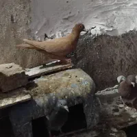 جفت  عتیقه کرمانی|پرنده|تربت‌حیدریه, بالا ولایت|دیوار