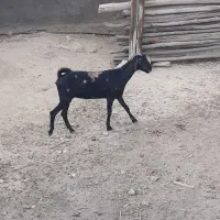 کهره ماده