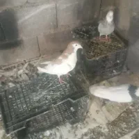 سه عددکبوتر|پرنده|همدان, |دیوار