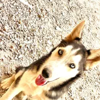 هاسکی نر|سگ|زاهدان, |دیوار