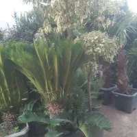 باغبانی تخصصی .سم پاشی.افت شناسی. کاشت درخت|خدمات باغبانی و درختکاری|اصفهان, پارک مشتاق|دیوار