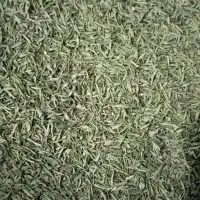 پونه کوهی ( پیهن )