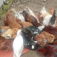 مرغ. خروس. اردک اسرائیلی