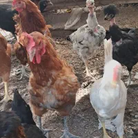 مرغ.خروس|حیوانات مزرعه|منجیل, |دیوار