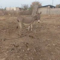 الاغ جوان|حیوانات مزرعه|گنبد کاووس, |دیوار