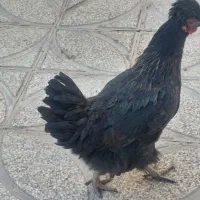 مرغ کاکولی سیاه|حیوانات مزرعه|رباط‌کریم, رباط‌کریم|دیوار