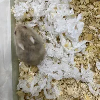 همسترنژادکمپل