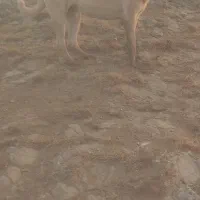 سگ ماده ۱۹ماهه