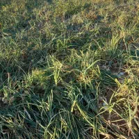 پیاز زرد وسفید