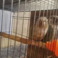 فروش طوطی گرینچیک و کوتوله|پرنده|بروجن, |دیوار