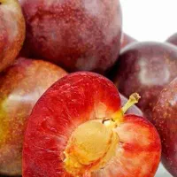 پیشفروش نهال آلو آرژانتینی خونی|خدمات باغبانی و درختکاری|ملکان, |دیوار