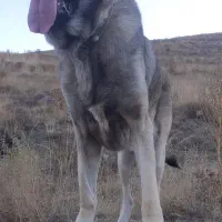 سگ سرابی جهت کشش