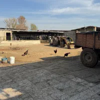 خروس دورگ سالم و سرحال|حیوانات مزرعه|الوند, |دیوار