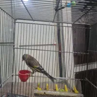 سهره قناری|پرنده|همدان, |دیوار