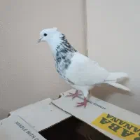 نر طوقی الماسی