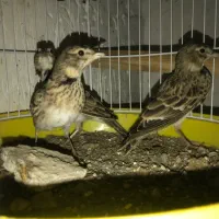 سهره شاه تخم بخون