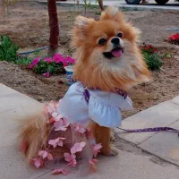 پامر ماده ۲ ساله|سگ|فولادشهر, B1|دیوار