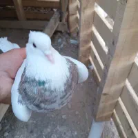 طوقی هفت رنگ