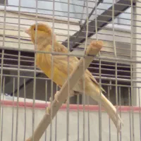 دو عدد قناری سالم و جوان|پرنده|محمدشهر, ولدآباد|دیوار