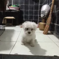 سگ پاکوتاه باهوش میکس پامر و شیتزو|سگ|علی‌آباد کتول, |دیوار