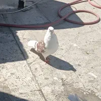 ۷تا کفتر خوشخال